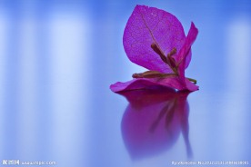 花瓣