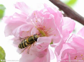蜜蜂