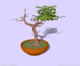 盆景精细3D模型