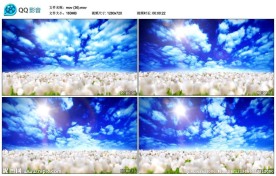 美丽郁金香花园视频实拍素材