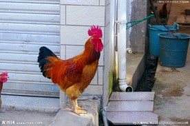 农家大公鸡