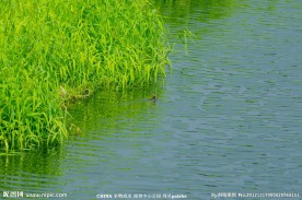 河床水鸭 水鸭戏水