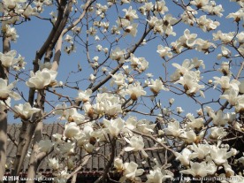 花满枝头