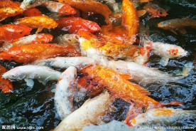锦鲤