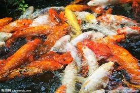 锦鲤