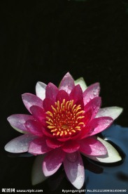 睡莲