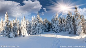 雪松