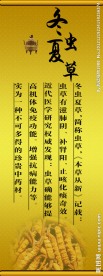 冬虫夏草
