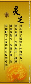 灵芝