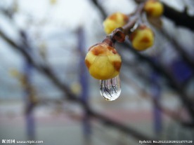 滴水腊梅