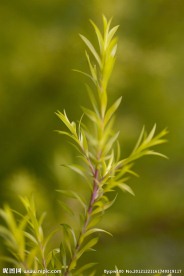 澳洲茶树