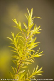 澳洲茶树