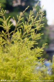 澳洲茶树
