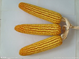 玉米