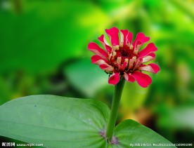 花枝