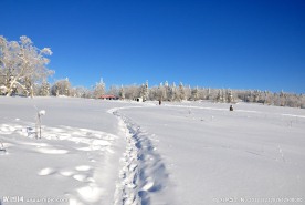 雪原