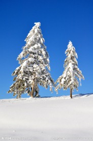 雪松