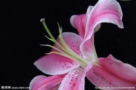 百合花特写