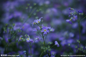 紫花