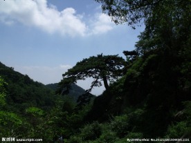 泰山迎客松