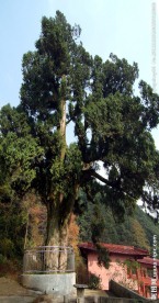 杨岐寺唐柏
