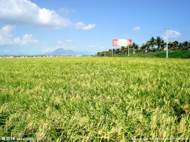 杂交水稻良种基地