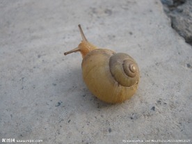 蜗牛