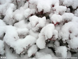 枝头上的雪