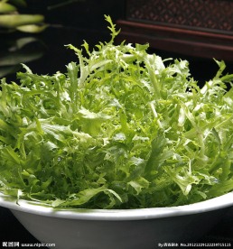 苦菊