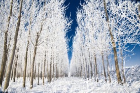 美丽雪景
