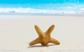 沙滩海星