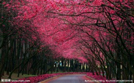 日本樱花