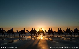 海边骆驼