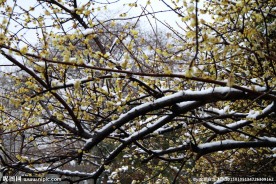 飞雪寒梅