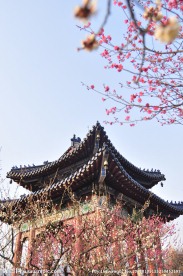 梅园
