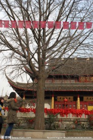 许愿树