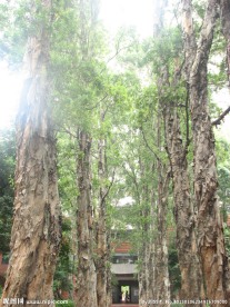 树荫下