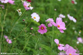 小菊花