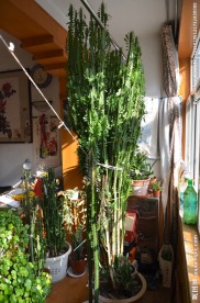 龙骨
