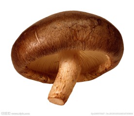 香菇