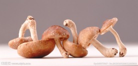 香菇