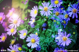 小花