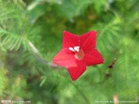 五角星花