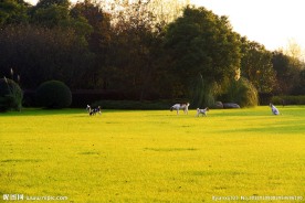 小狗在草坪散步