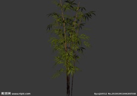 植物模型