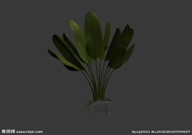 植物模型