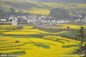 田园油菜花