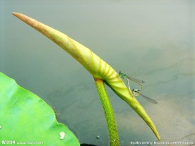 荷叶 蜻蜓