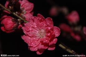 桃花朵朵开