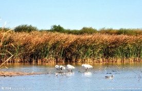 湿地风光